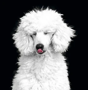 Poodle wallpapers Screenshot 0
