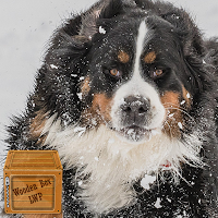 bernese mountain dog wallpaper