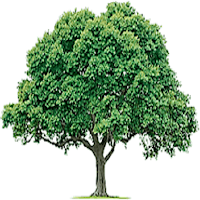 The Elm at Clark