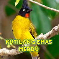 Suara Kutilang Emas Merdu