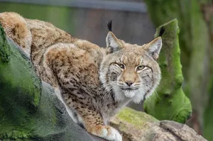 Lynx wallpapers Screenshot 3