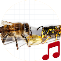 Bees and Wasps sounds ~ Sboard.pro