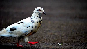 Pigeon Wallpaper HD Screenshot 3