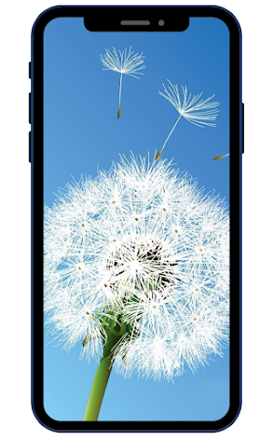 Dandelion Wallpaper Screenshot 0