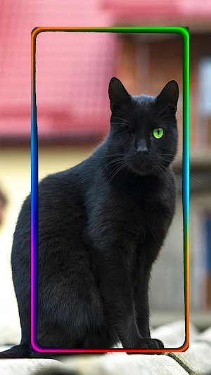 Amazing Cute Cat Wallpaper Screenshot 2