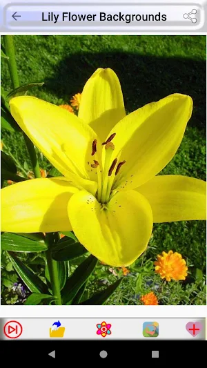 Lily Flower Backgrounds Screenshot 0