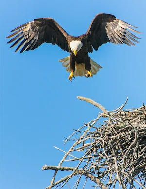 Eagles Wallpapers Screenshot 1