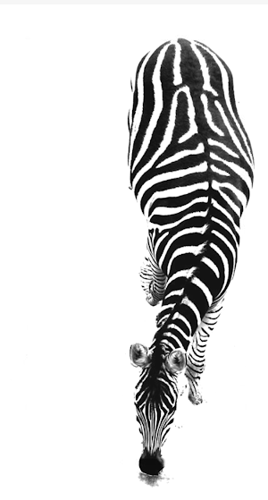 Zebra Wallpaper HD Screenshot 2
