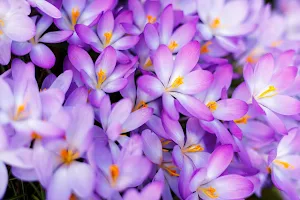 Crocus Flower Wallpapers Screenshot 3