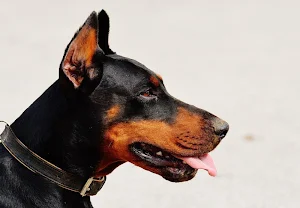 Doberman wallpapers Screenshot 0
