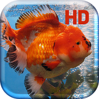 Gold Fish Aquarium