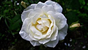 White roses wallpapers Screenshot 0