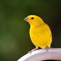 Canary Bird Sounds