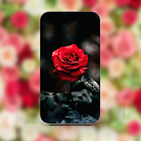 Flowers Wallpapers