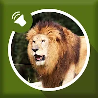 Lion Sounds
