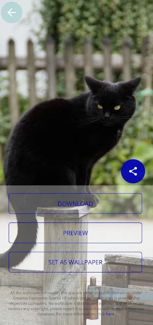 Cat UHD Wallpapers 2021 Screenshot 3
