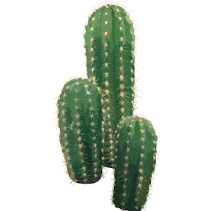 Cactus Wallpapers Screenshot 1