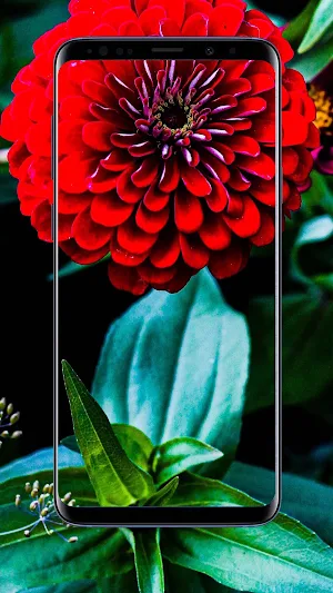 Dahlias Flower Wallpapers Screenshot 2