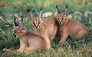 Caracal Cat Wallpapers Screenshot 2