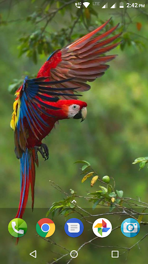 Macaw Wallpaper Screenshot 3