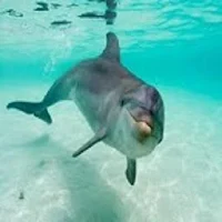 Dolphin Sound