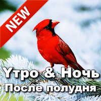 Russian Good Morning Afternoon & Good Night Wishes
