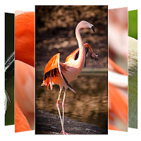 Flamingo Wallpaper