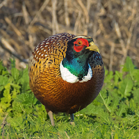 Pheasant Sounds