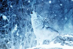 Wolf wallpapers Screenshot 1