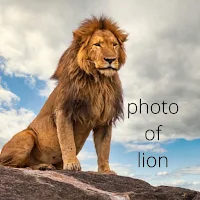 Photo of lion