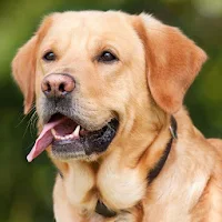 Dog Sounds - Dog Barking Ringtones