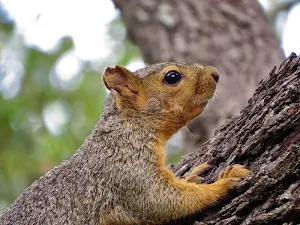 Squirrel wallpapers Screenshot 1