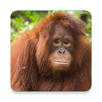 Orangutan Sound Collections ~ Sclip.app