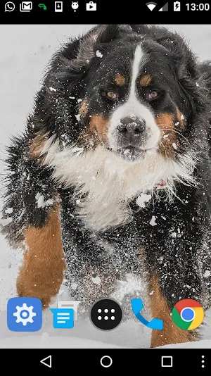 bernese mountain dog wallpaper Screenshot 1