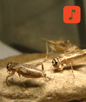 Cricket (insect) Ringtones Screenshot 0