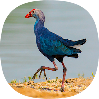 Purple Swamphen Sounds