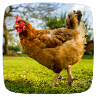 Chicken Sounds