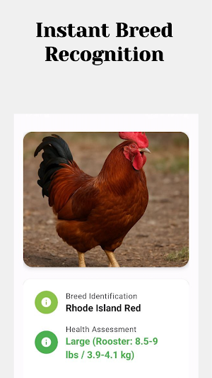 Chicken id  Chicken identifier Screenshot 1