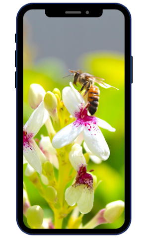 Bee Wallpapers Screenshot 2
