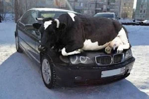Funny photos for unloading Screenshot 1