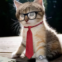 Cat UHD Wallpapers 2021
