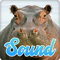 Hippopotamus Sounds Effect