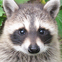 Raccoon Growl Raccoon Sounds