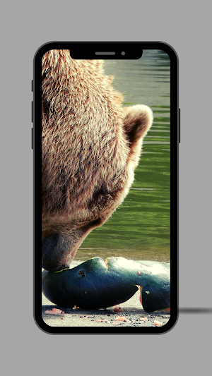 Bear Ringtone Screenshot 2