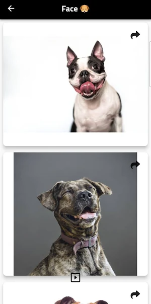 dog Screenshot 1