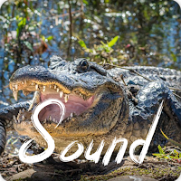 Alligator Soundboard Ringtones