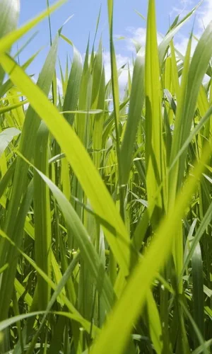 3D GRASS Live Wallpaper HD Screenshot 1