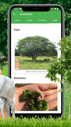 Amazon Pasto Screenshot 3