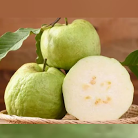 পেয়ারা এর যত গুণ