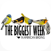 Biggest Week in Am. Birding